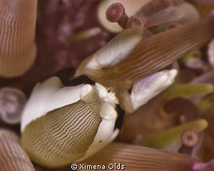 Cute crabby on Sea Urchin. Nikon D7000 105 mm VR Ikelite ... by Ximena Olds 